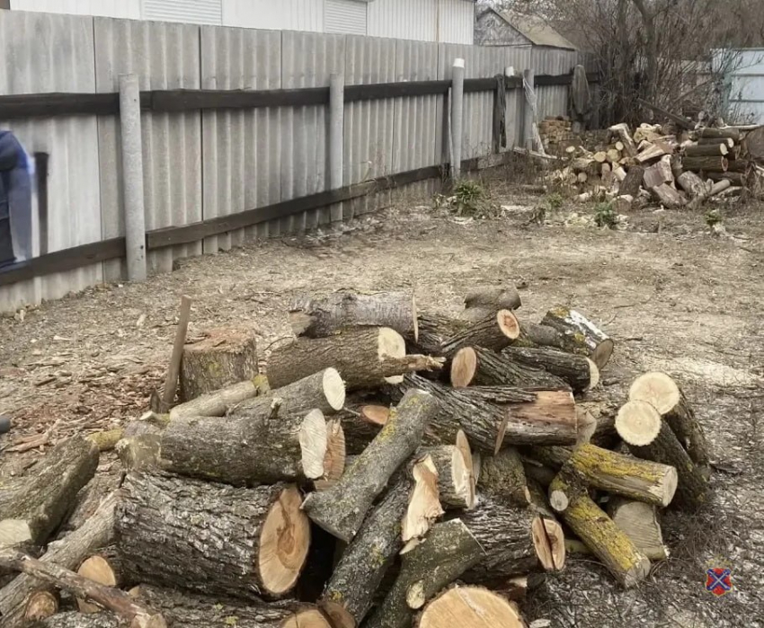 Замерзшему волгоградцу грозит тюрьма за спиленные клены