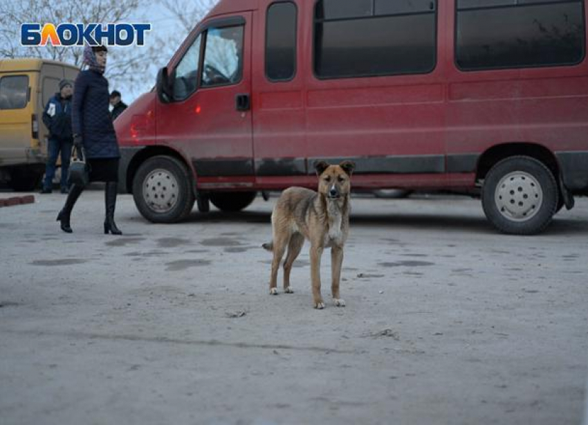 Арестованы трое бастовавших в центре Волгограда маршрутчиков