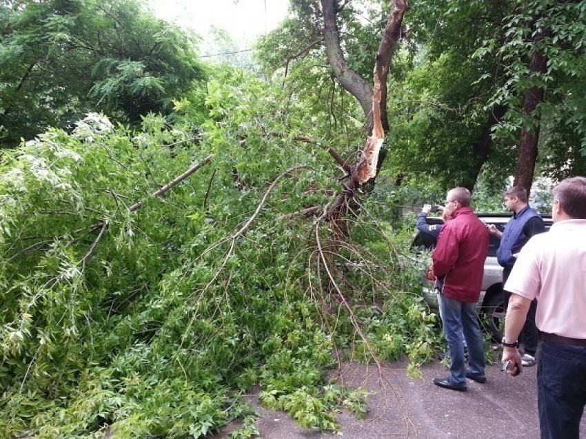Рухнувшее дерево подмяло под себя две иномарки в центре Волгограда