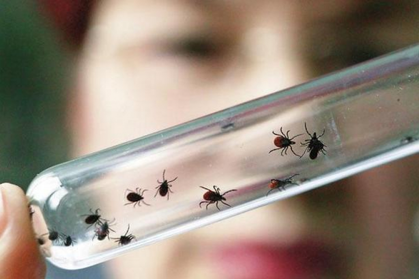 В Волгоградской области почти 600 человек стали жертвами клещей