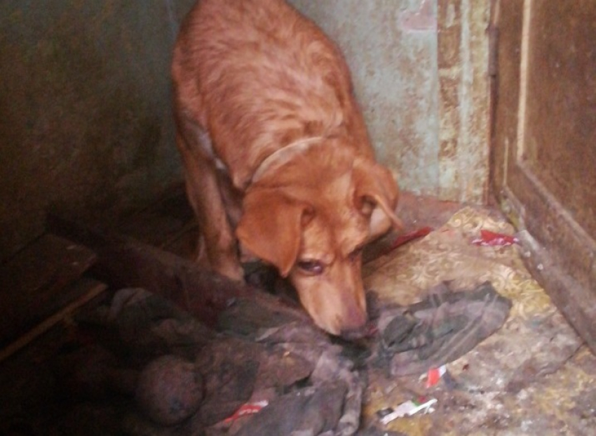 В Волгограде нашли дом с  трупами собак и покалеченными животными