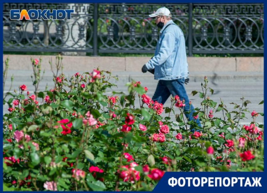 Центральные улицы Волгограда, утопающие в розах, в объективе фотографа