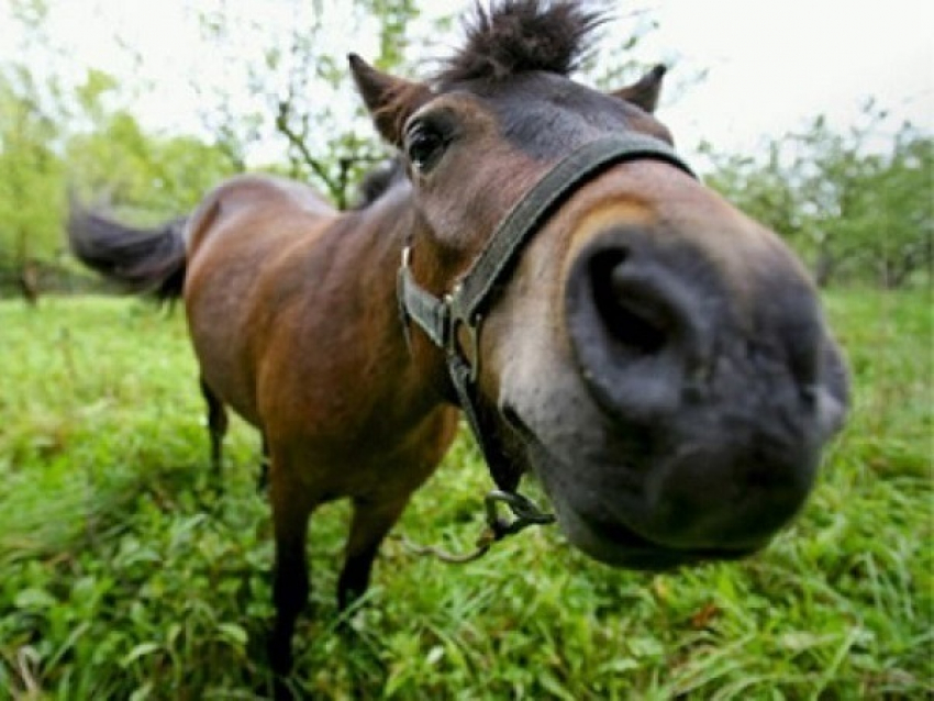 Под Волгоградом 40-летний пастух украл «тройку» лошадей