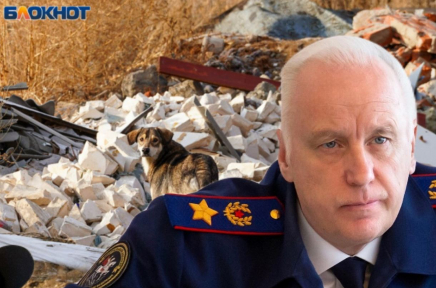 Бастрыкину снова пожаловались на озверевших волгоградских собак