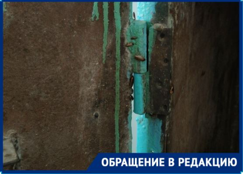 «Старые дохнут, новые появляются»: распоясавшиеся тараканы стали кошмаром волгоградской многоэтажки 