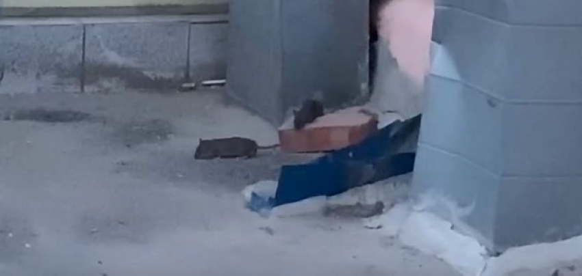 Нашествие крыс размером с котят сняли на видео в Волгограде