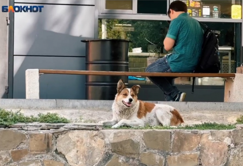 «Люди дороже, чем животные»: волгоградцы на видео рассказали про нападения уличных собак