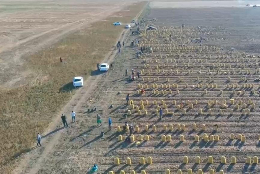 Дроны, ФСБ и Росгвардия: на полях Волгоградской области прошел масштабный рейд по мигрантам 