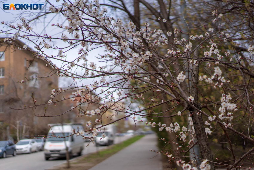 Очень короткое потепление пообещали синоптики Волгограду