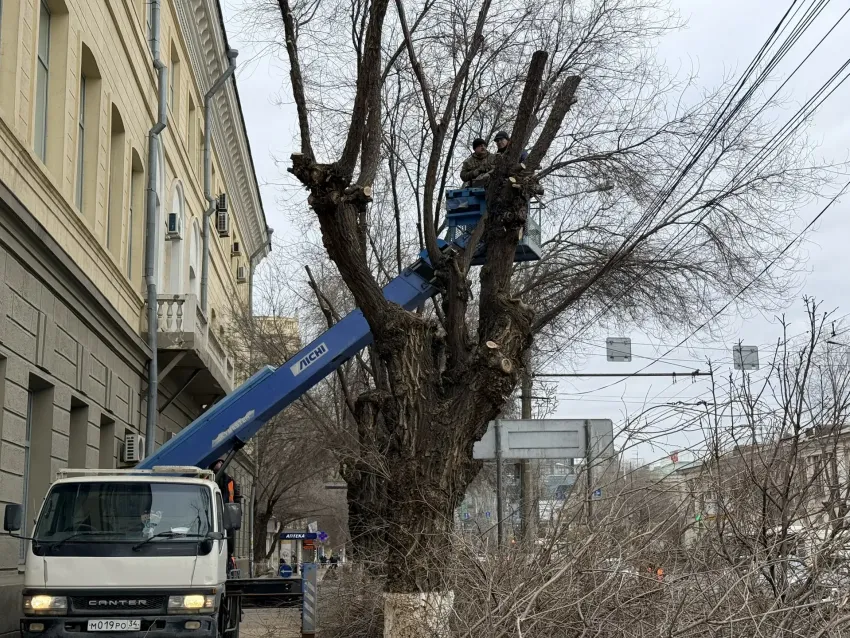 "Опомнились": декабрьскую опилку начали в Волгограде после штормового деревопада 