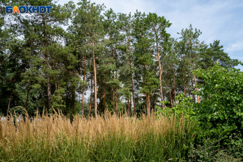 В Волгоградской области сняли запрет на посещение лесов 