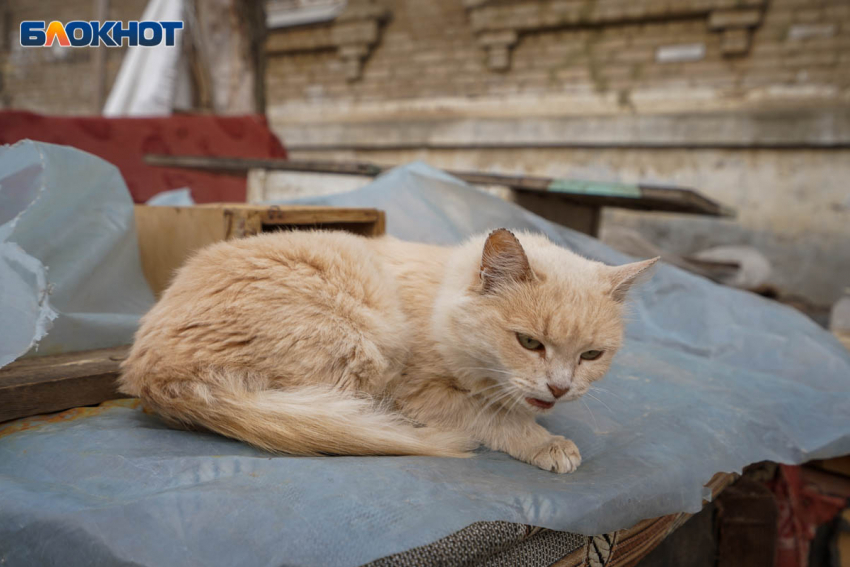 Более 8 тысяч волгоградцев заподозрили у себя бешенство 