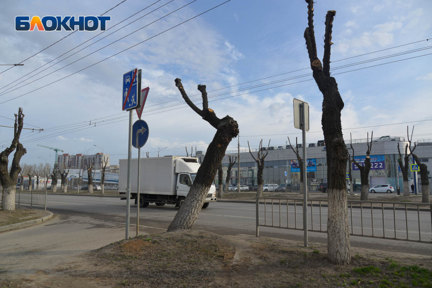 Загадку вырубки здоровых деревьев разгадал волгоградский экс-депутат