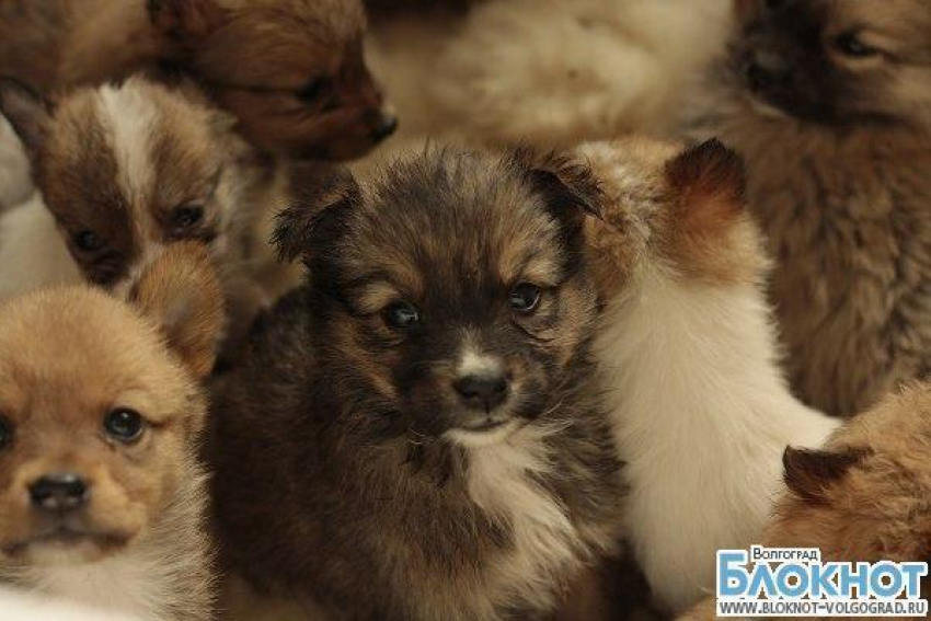 В Волгоградском приюте Дино заканчиваются запасы корма для животных