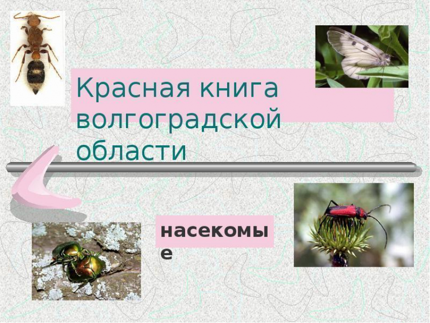 В Волгоградской области появится новая Красная книга