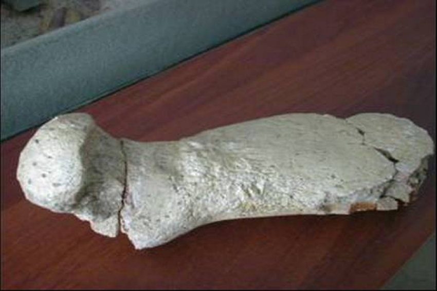 Волгоградский палеонтолог обнаружил останки древнего плиозавра 