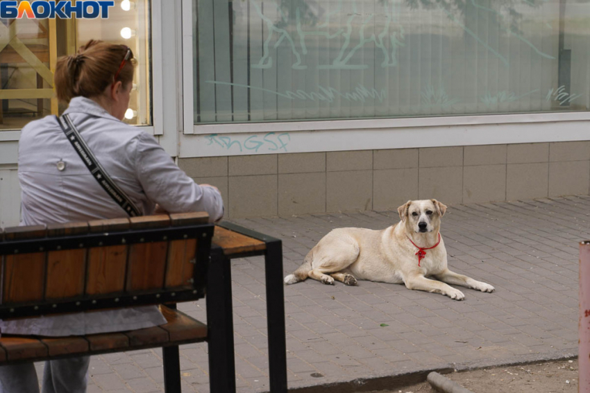 Чиновников решили заставить заняться отловом бездомных волгоградских собак