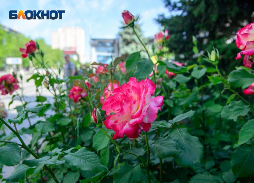 Адская жара медленно уходит из Волгоградской области