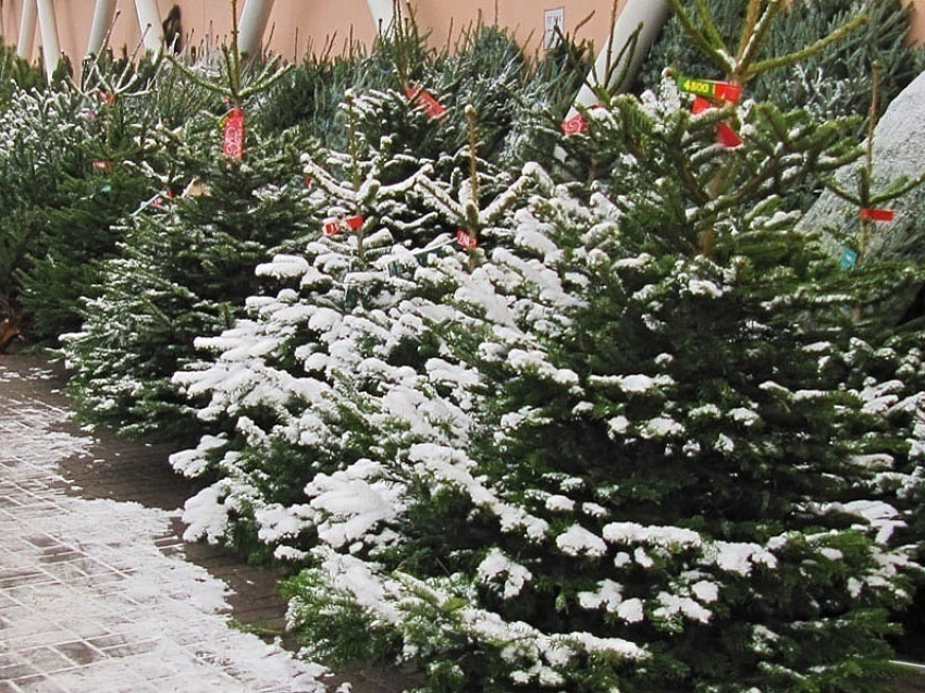 Нелегальный елочный базар закрыли под Волгоградом 