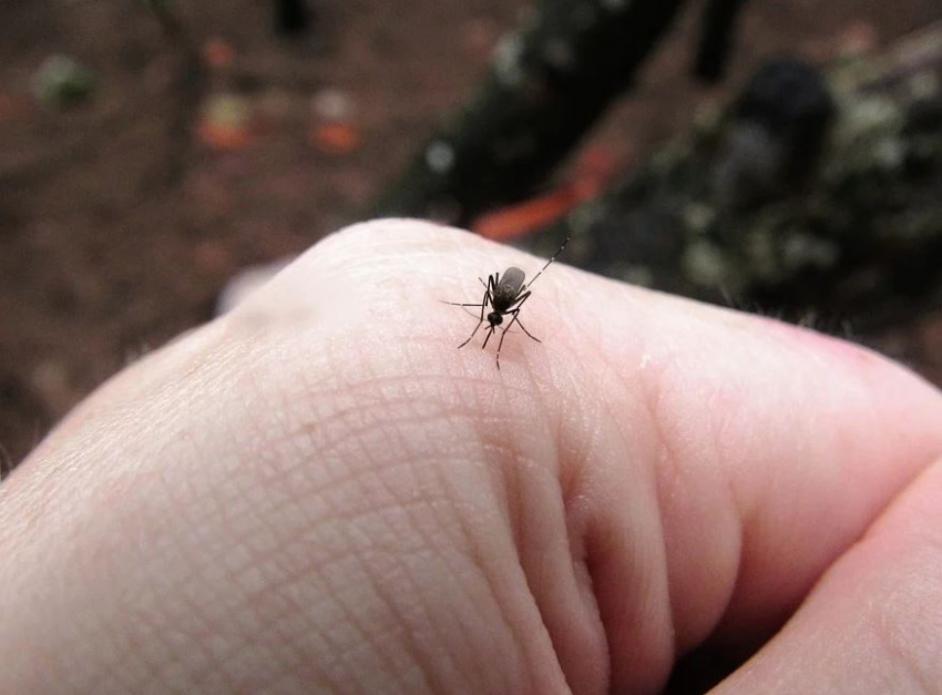 Пятеро волгоградцев заразились паразитным заболеванием от комаров