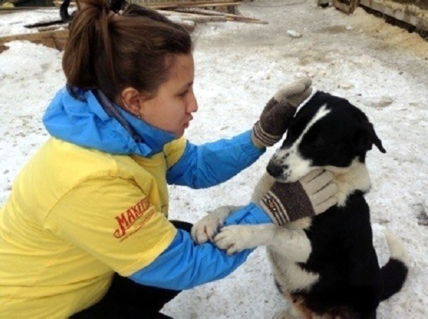 Волонтеры пробегут 5 км по набережной Волгограда с собачьим кормом