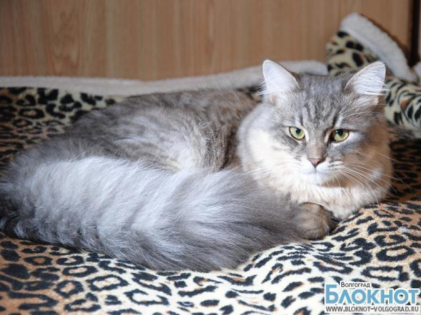 В конкурсе «Самый красивый кот Волгограда» участвует Боцман