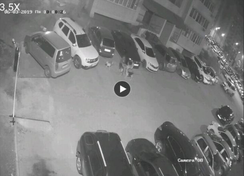 Бродячие собаки искусали припаркованный автомобиль в Волжском