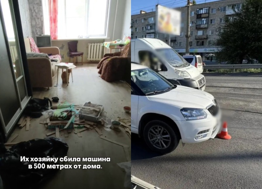 Два кота трое суток просидели взаперти после гибели волгоградки под колесами
