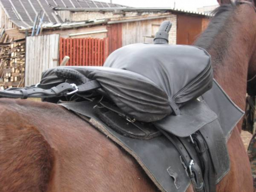 Из волгоградского конно-спортивного клуба украдены седла и хлысты