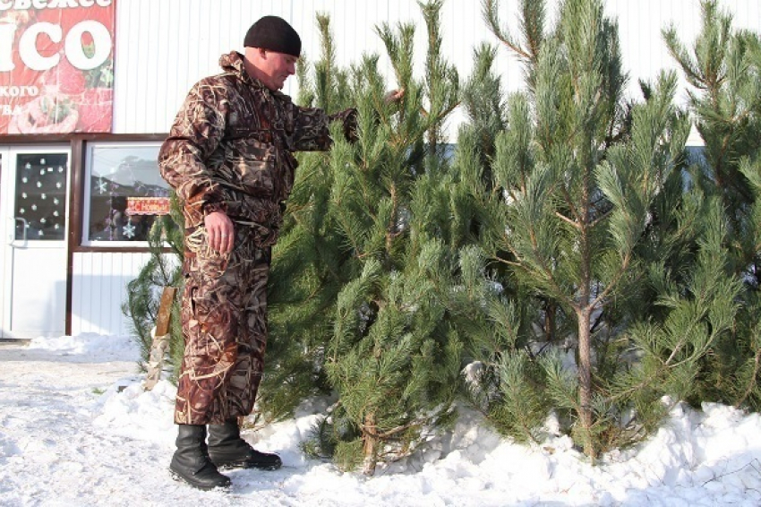 На елочных базарах Волгоградской области будет продано 15 тысяч лесных красавиц