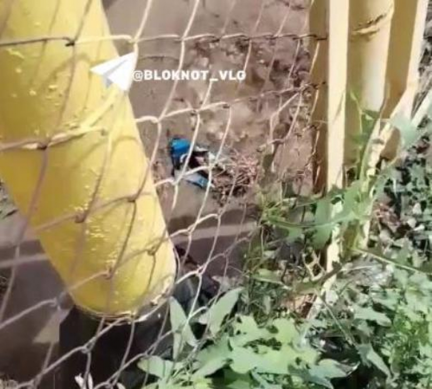 Вода сутки бьет ключом из-под котельной в Волгограде