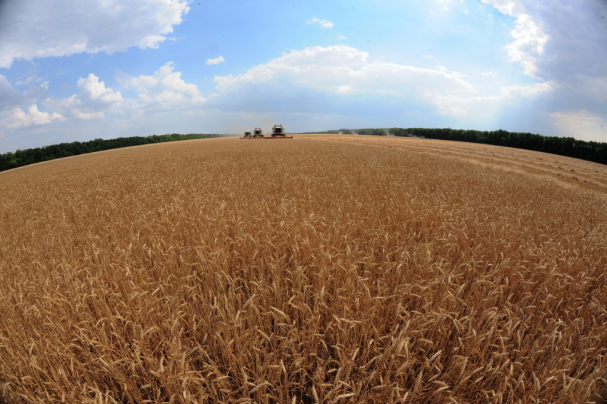 Вышел из депрессии и угрожает посевам Волгоградской области: Россельхозцентр предупредил фермеров