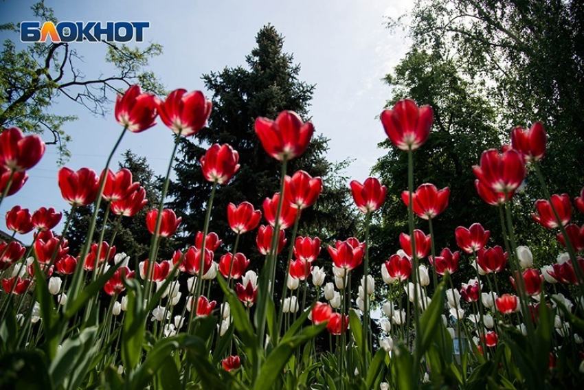 В преддверии Дня Победы в Волгограде станет еще теплее