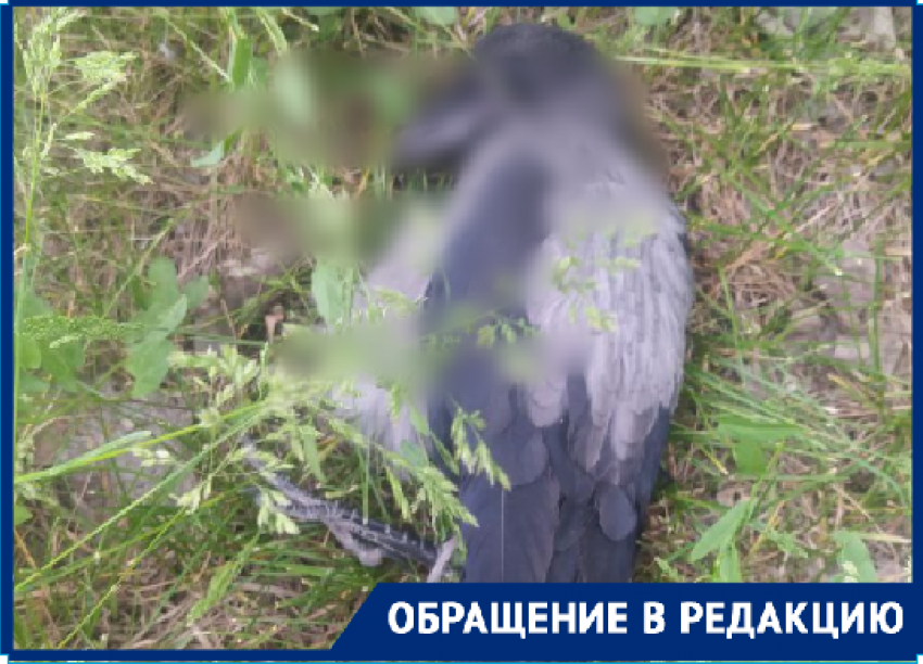 О массовом отравлении и гибели ворон сообщили волгоградцы