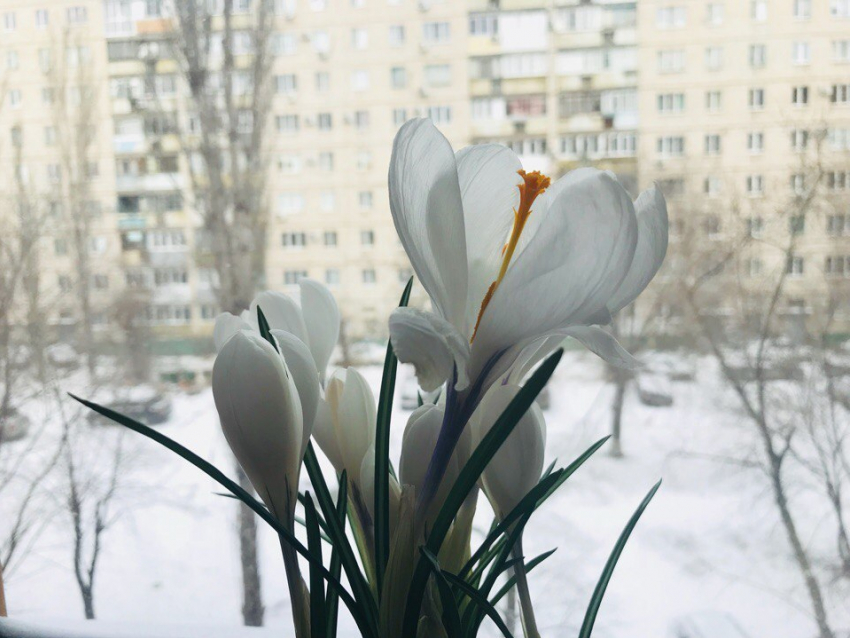В Волгограде продолжается «температурная лихорадка»