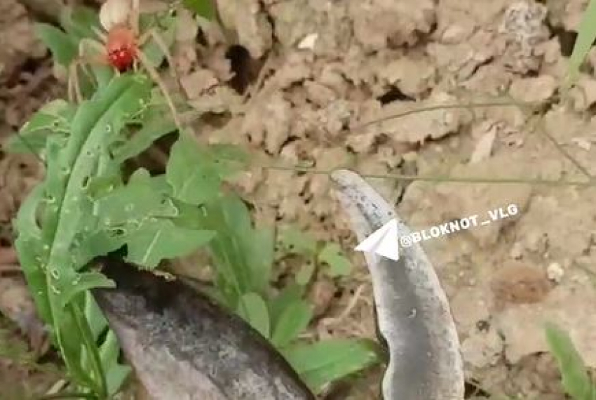 «Зверь в огороде»: странный красноголовый паук напугал волгоградцев 