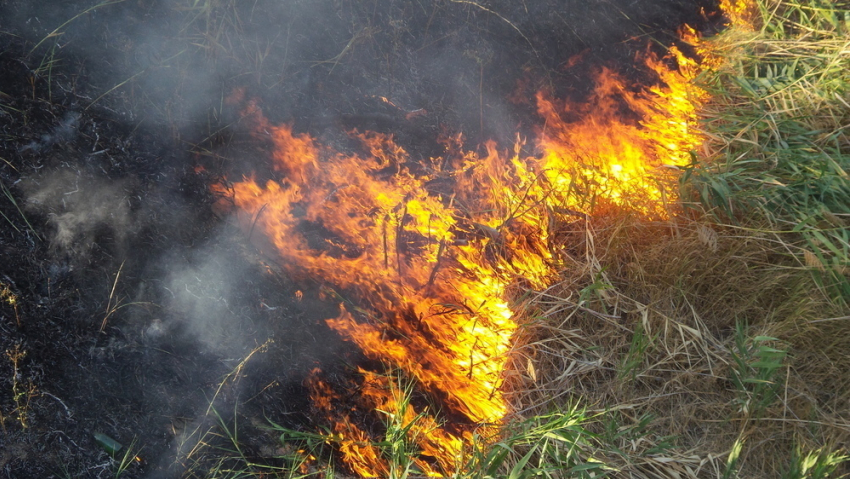 В Волгоградской области на две недели продлен запрет на посещение лесов