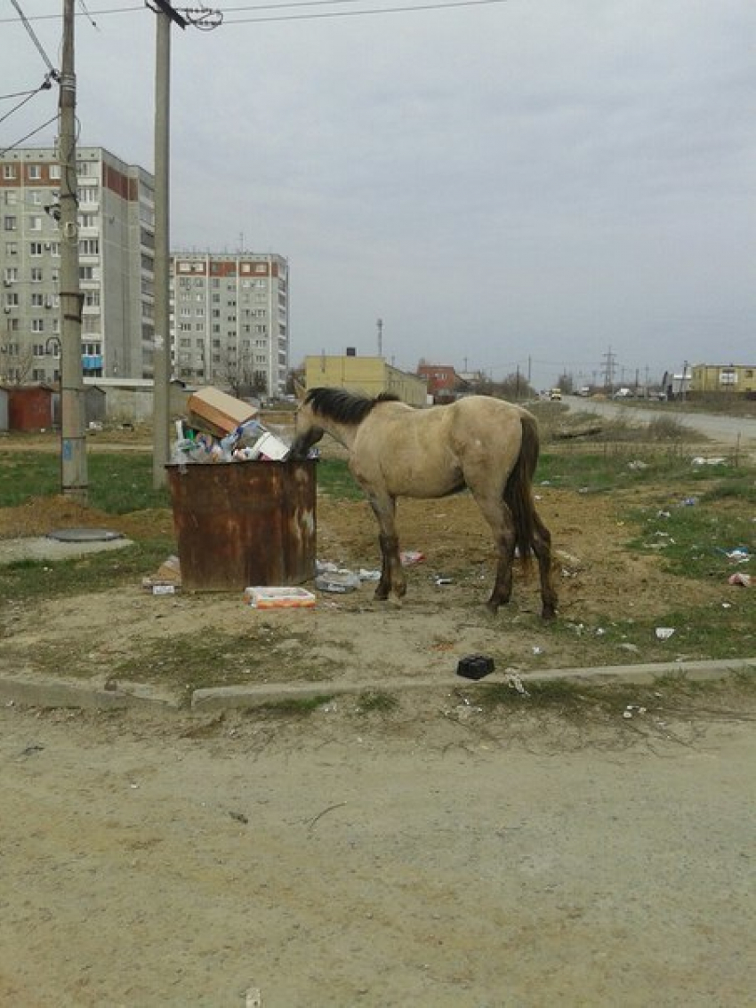 В Волгограде потерявшаяся лошадь питается на мусорках