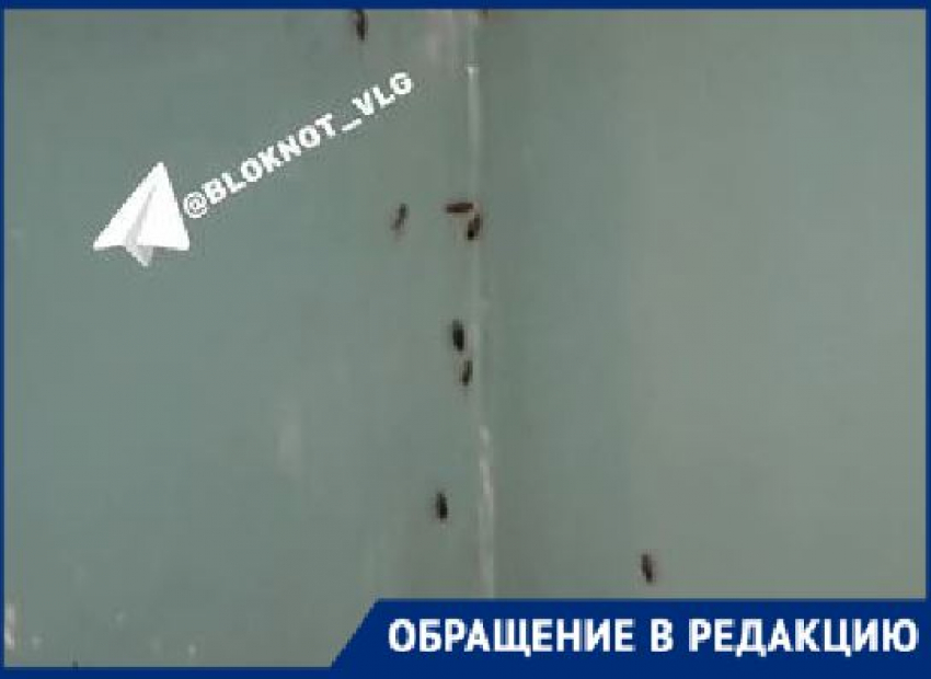«Живем как в бомжатнике»: жуткое нашествие тараканов показали волгоградцы 
