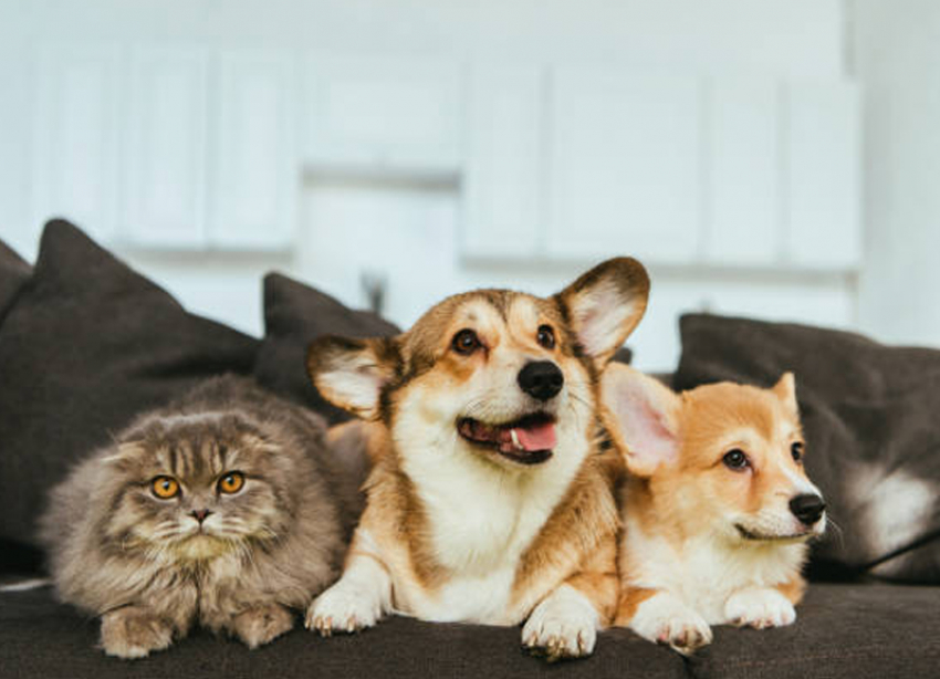 Памятка для владельцев домашних животных