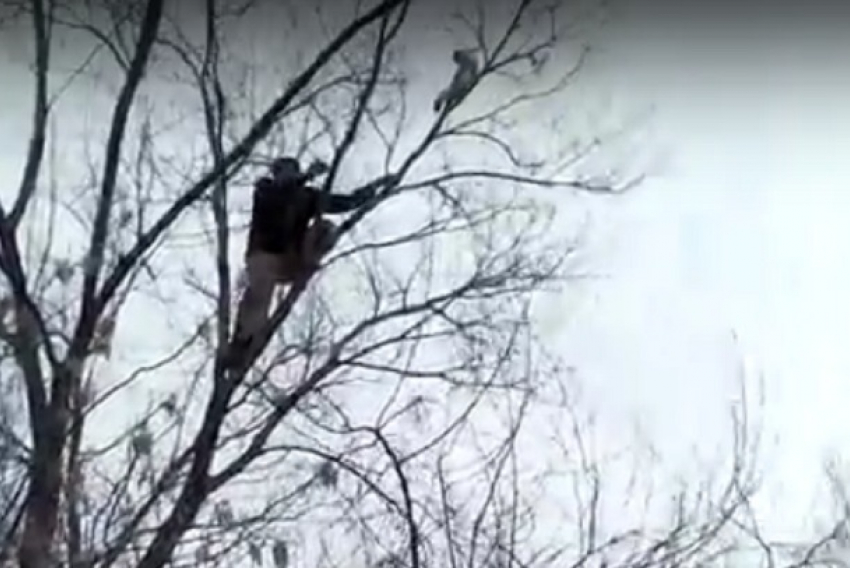 Драматичное спасение кота с высокого дерева в Волжском попало на видео 
