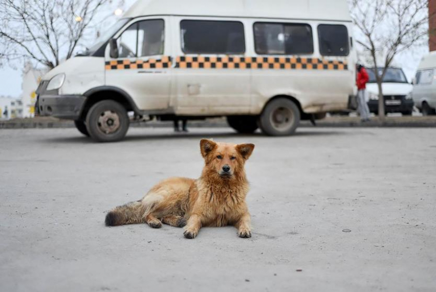 Почти 60 процентов жителей Волгограда требуют убивать собак