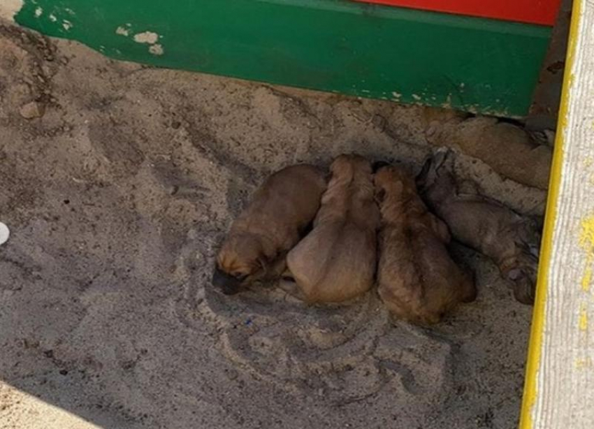 Родившую щенков в детской песочнице собаку готовы застрелить в Волгограде