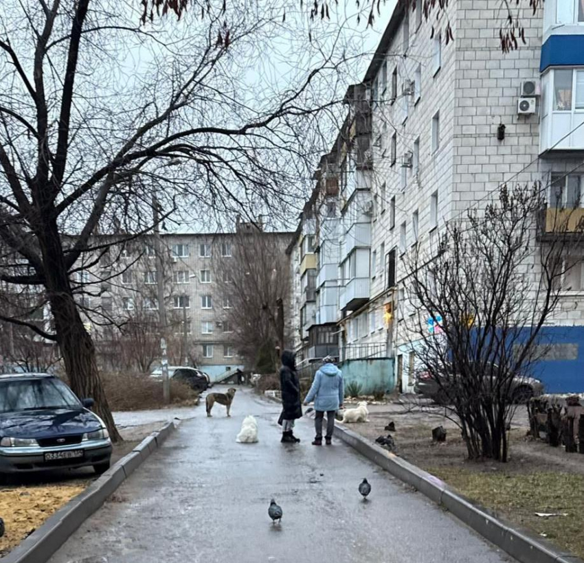 «Привезли еще одну размером с пони, чуть не разорвали ребенка»: собаки терроризируют поселок в Волгограде