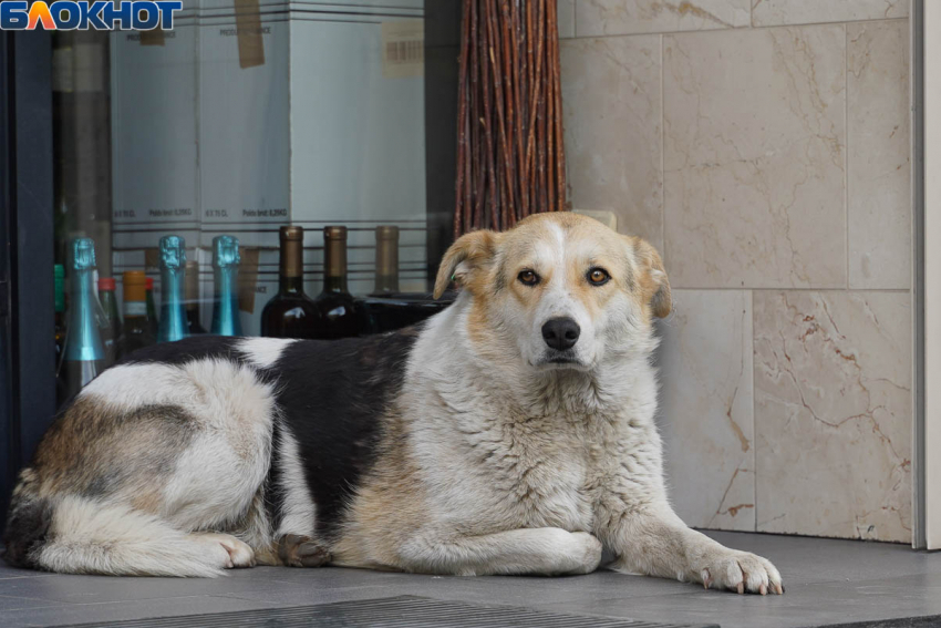 Депутаты не нашли проблем с бездомными собаками в Волгограде