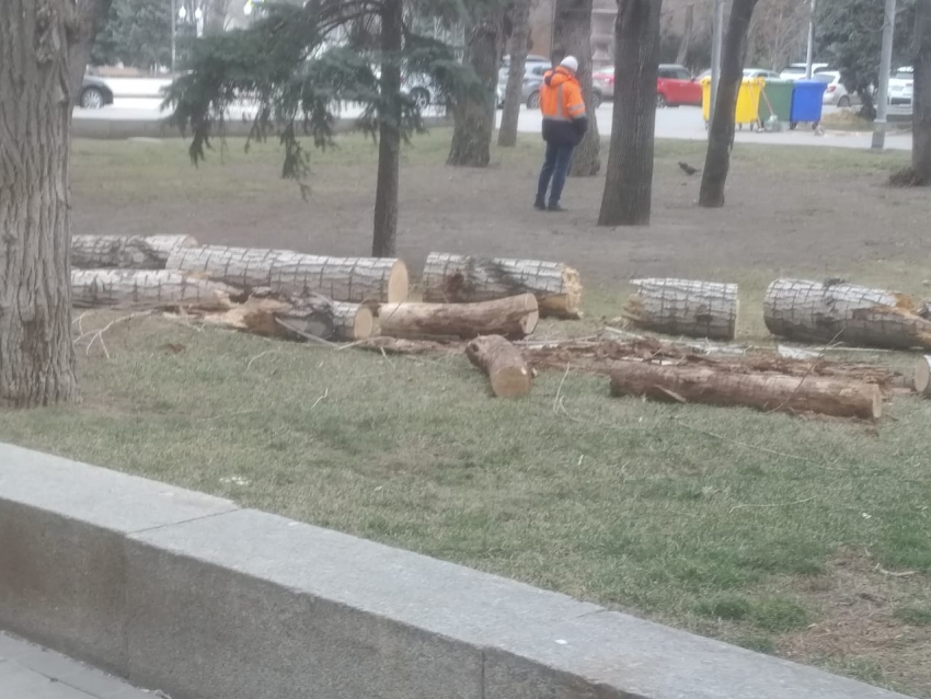 В центре Волгограда продолжают пилить деревья