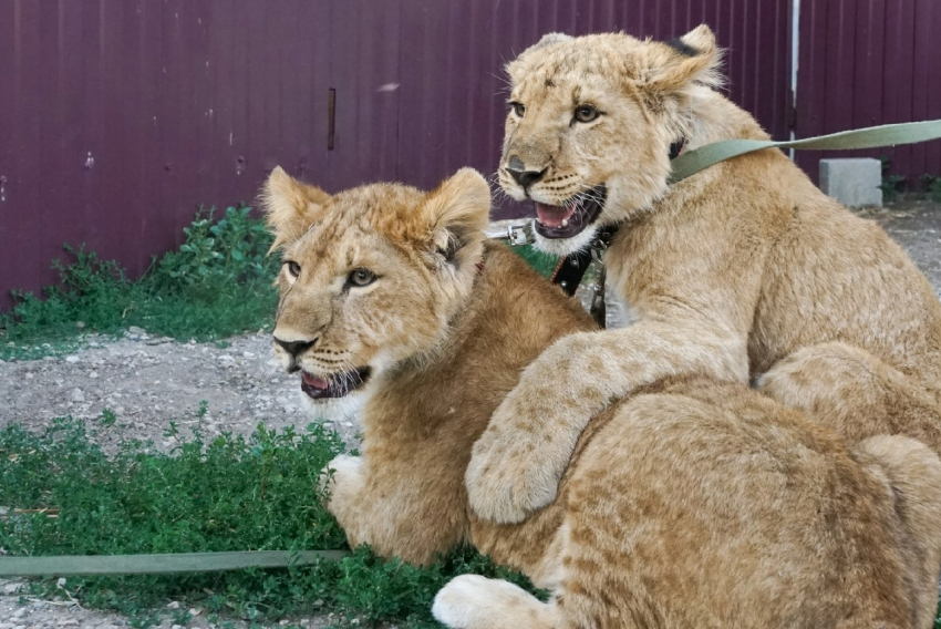Спасенных в Волгограде двух львят не хотят забирать государственные зоопарки