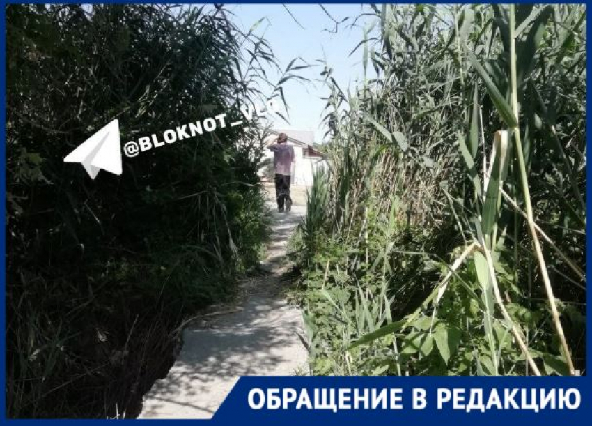 Осенью они горят: пенсионеры блуждают по зарослям камыша в поисках волгоградской поликлиники