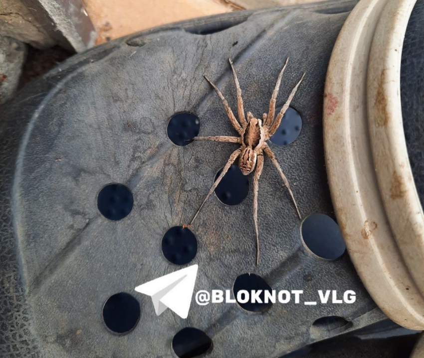 Похожего на апулийского тарантула паука встретили под Волгоградом 