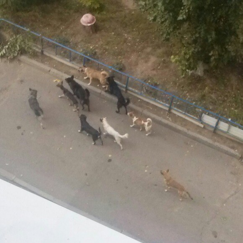 В Волгограде свора собак набросилась на 5-летнего малыша